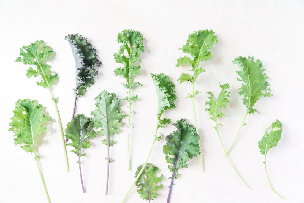 Multiple leaves of several kinds of kale on a white background with sun drenching them from the left