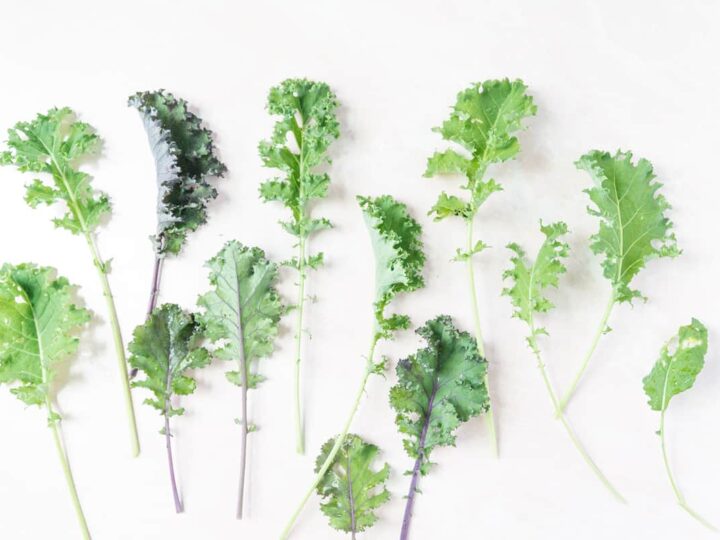 Multiple leaves of several kinds of kale on a white background with sun drenching them from the left