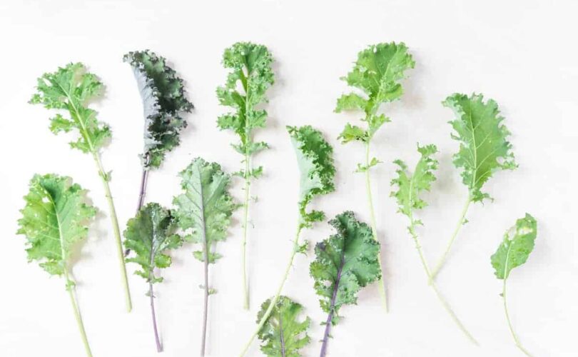 Multiple leaves of several kinds of kale on a white background with sun drenching them from the left
