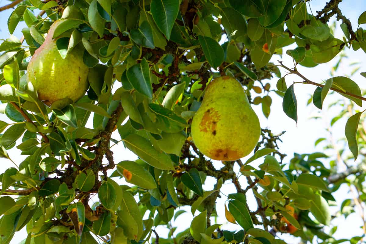 Delicious Pears - Straight off the tree in Tacoma