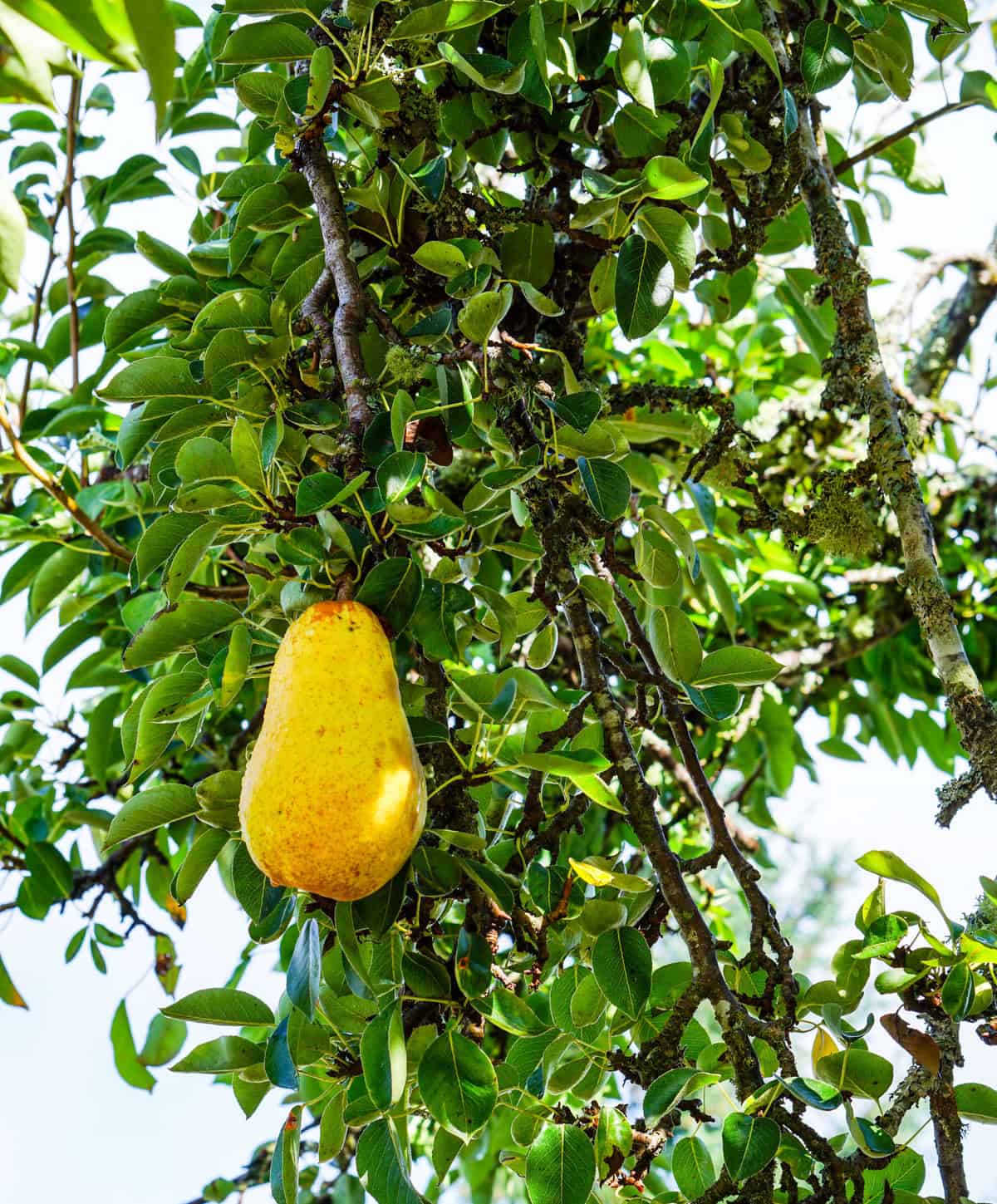 Delicious Pears - Straight off the tree in Tacoma