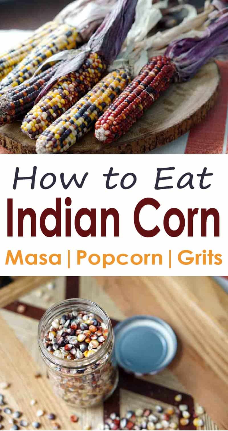 Can you eat Indian Corn? And if not, why is it on our table? This guide shares how to harvest and grind that colorful decorative corn into flour, make indian corn popcorn, and how it evolved into Modern Sweet Corn.