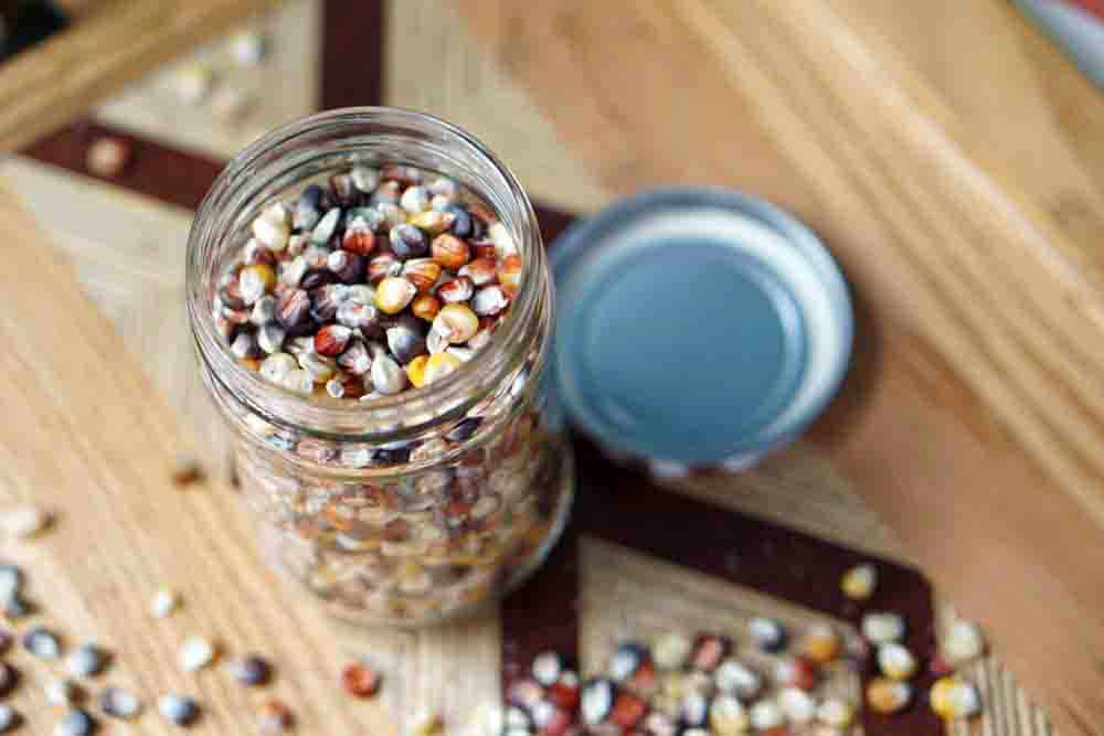 If like me after Thanksgiving you find yourself wondering: Can you eat Indian Corn? And if not, why is it on our table? Then, you're in luck! Read how to harvest and grind that colorful decorative corn into flour, to use it as popcorn, and how it evolved into Modern Sweet Cor