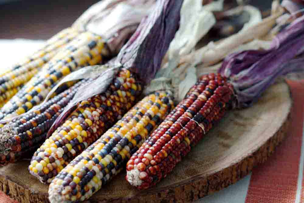 This beautiful colorful indian corn is not meant just for decoration. It's edible too and great for masa, grits, papusas and popcorn