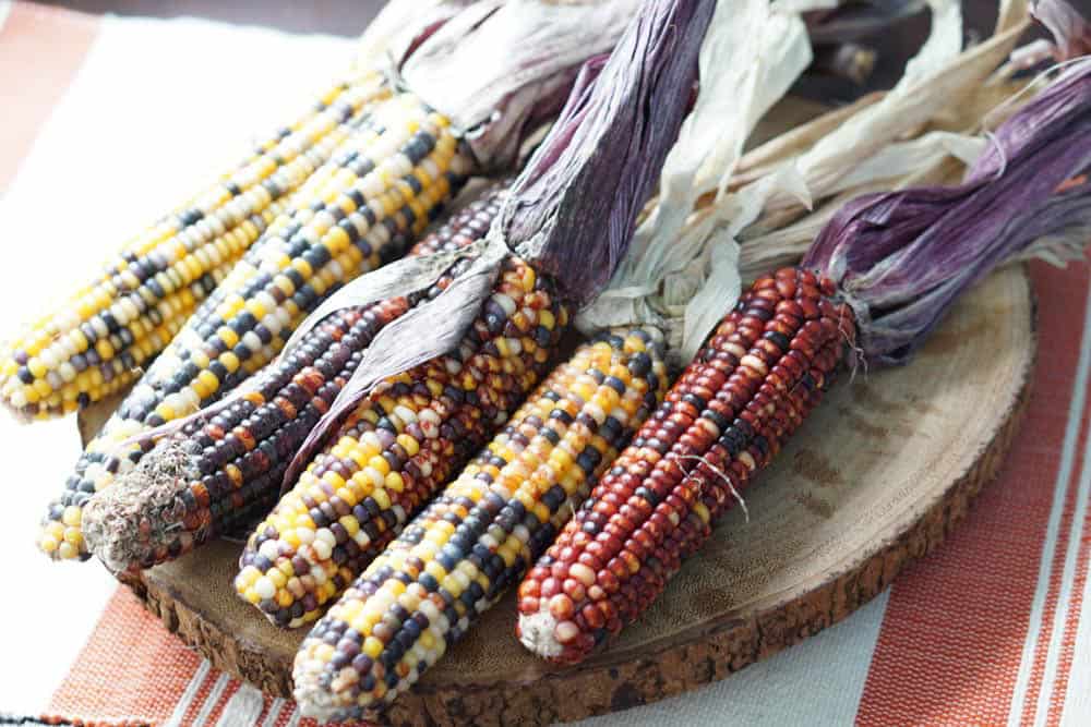 This beautiful colorful indian corn is not meant just for decoration. It's edible too and great for masa, grits, papusas and popcorn