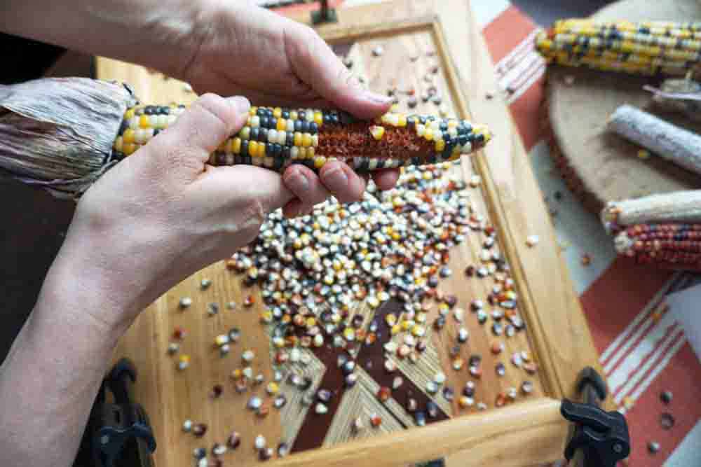 If like me after Thanksgiving you find yourself wondering: Can you eat Indian Corn? And if not, why is it on our table? Then, you're in luck! Read how to harvest and grind that colorful decorative corn into flour, to use it as popcorn, and how it evolved into Modern Sweet Cor