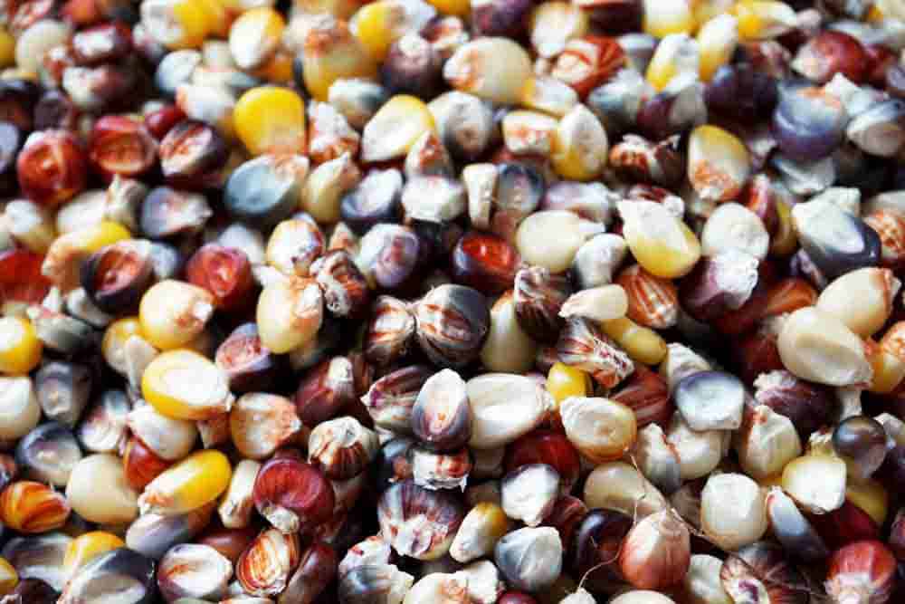 multi-colored calico corn, or indian corn, is great for popcorn and milling into flour. Can you eat Indian corn? YES!