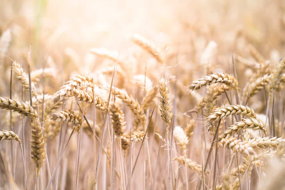 modern wheat started int he 1960s and has significantly higher yield but reduced nutrients and higher gluten proteins, which might be related to the rise in gluten-sensitivity. 