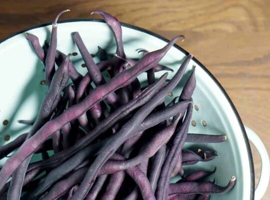truffled purple hyacinth beans