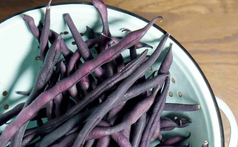 truffled purple hyacinth beans