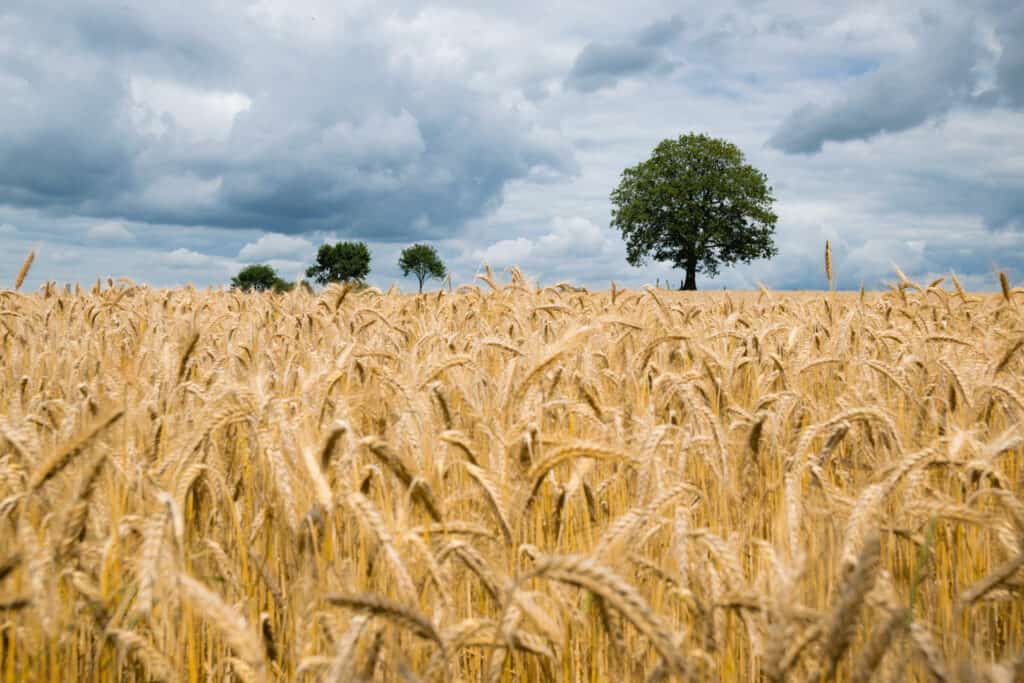a golden field of wheat with large green trees and a cloudy sky in the background.