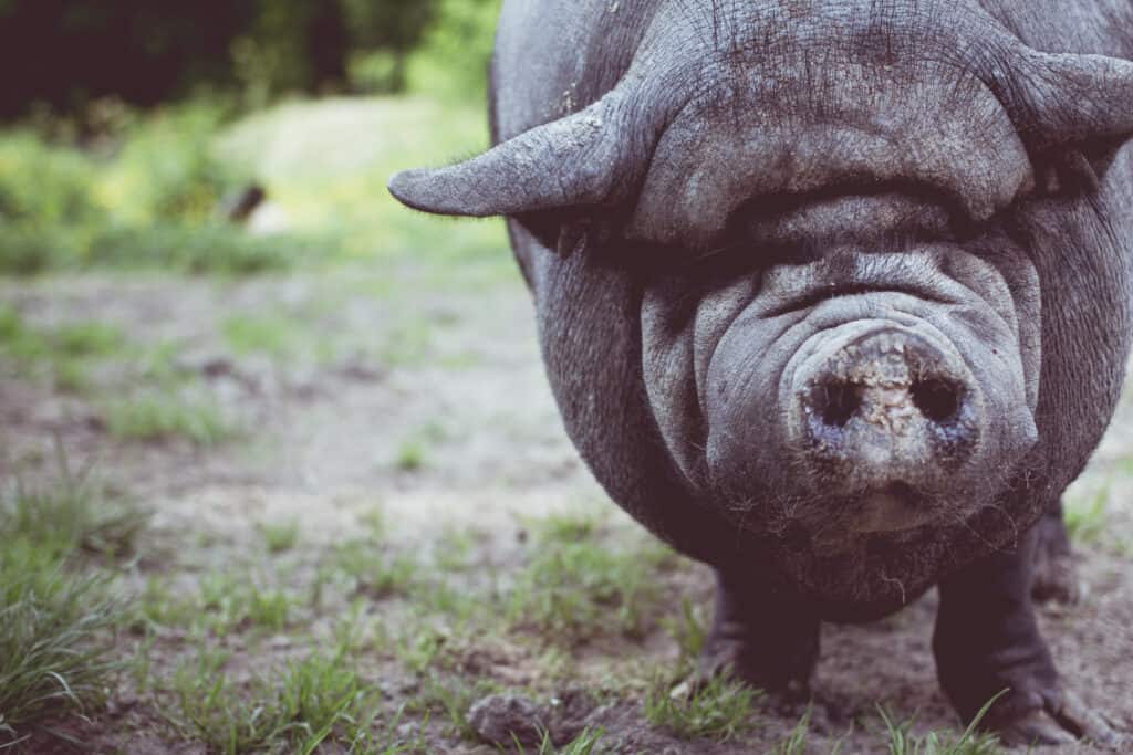 overweight boar in a field