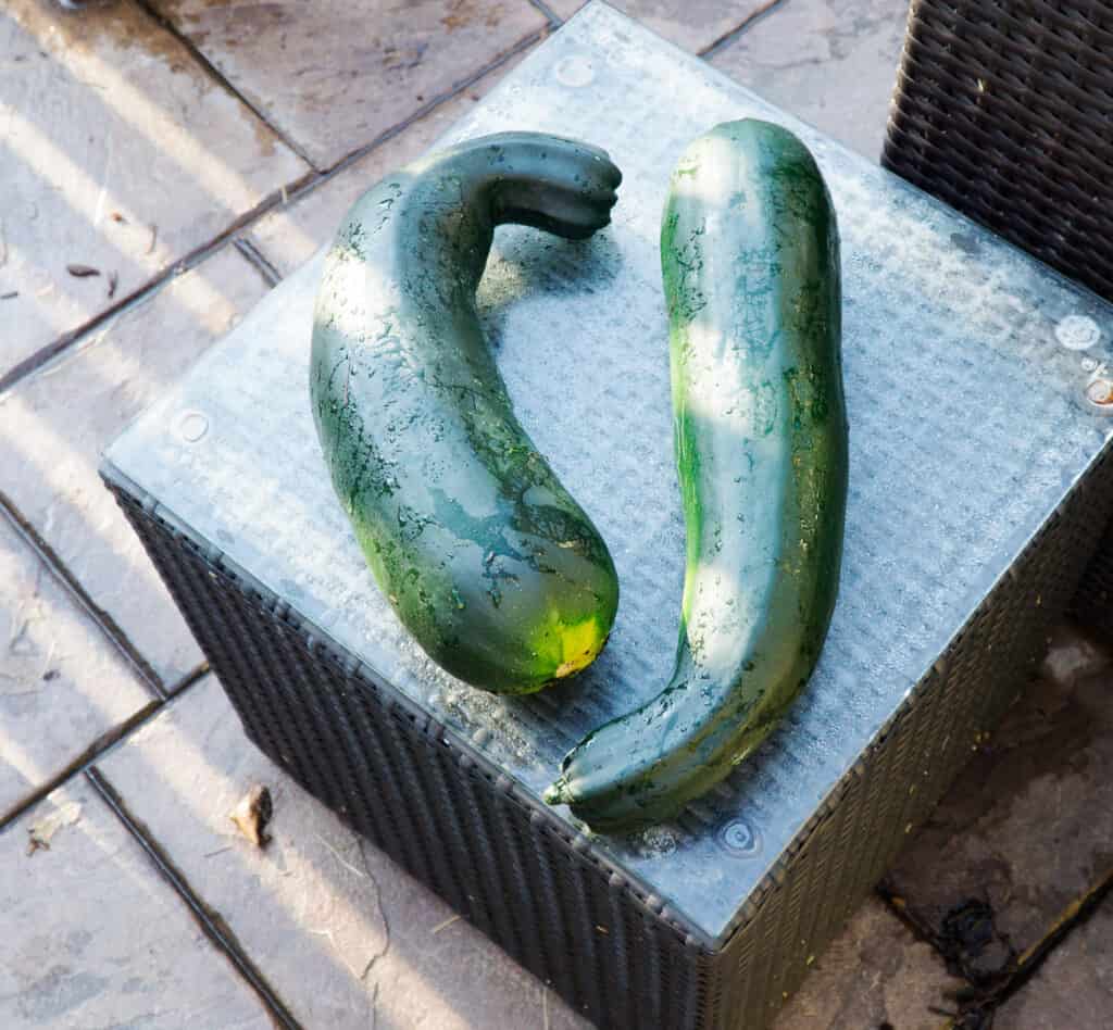 Jumbo Zucchini