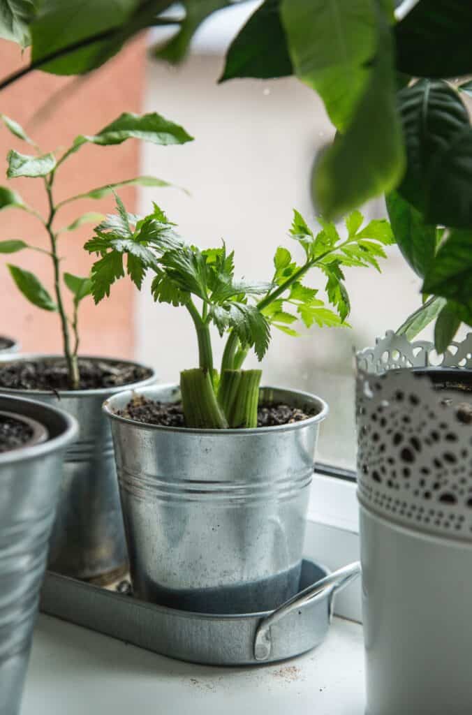 Regrow your own celery