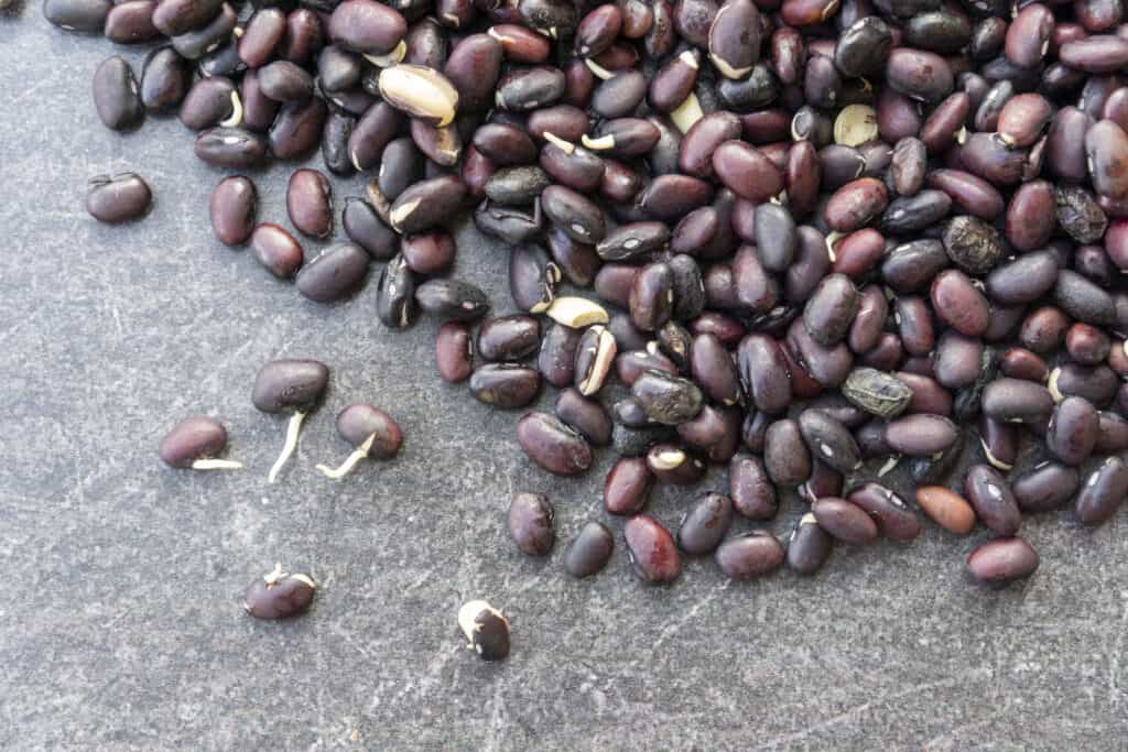 Sprouted Black Beans