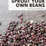 step by step how to sprout your beans