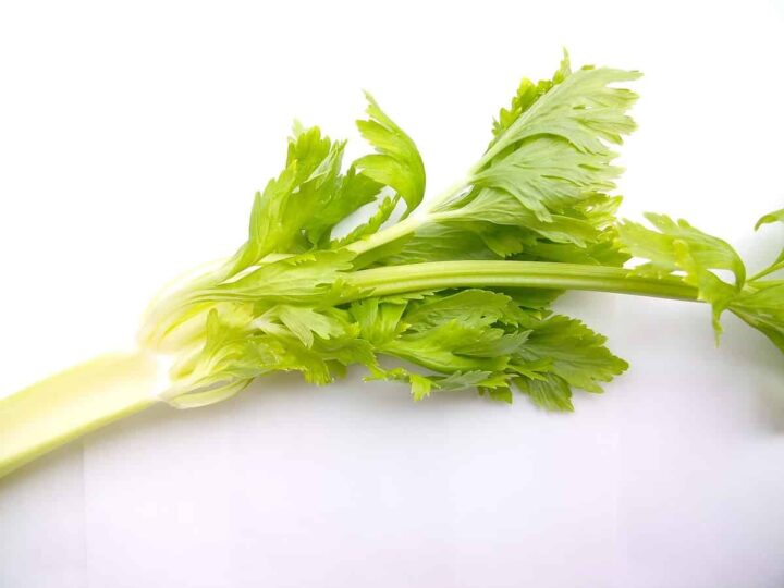 Celery RIb